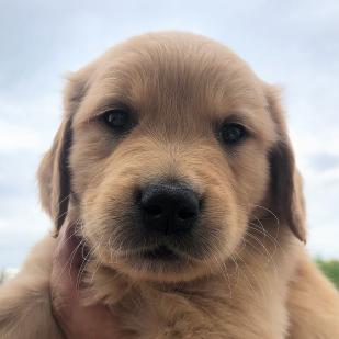 Biscuit 18-079