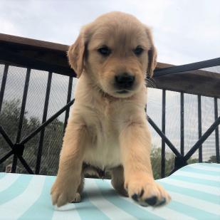 Biscuit 18-079