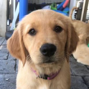 Trudy (Dolly 18-086)