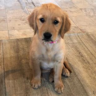 Trudy (Dolly 18-086)