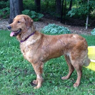 Ginger 18-100