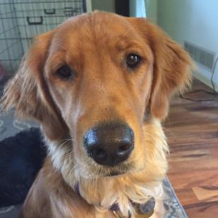 Ginger 18-100