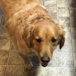 Sadie 18-091