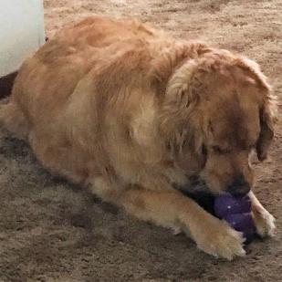 Sadie 18-091