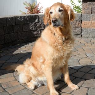 Bailey 19-145
