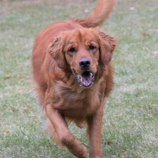 Buddy 19-204