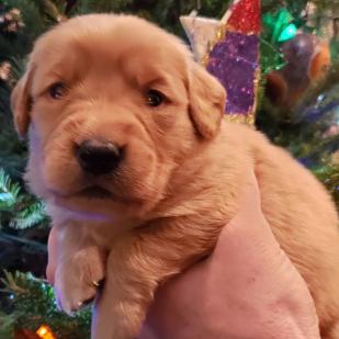 Noel 19-231