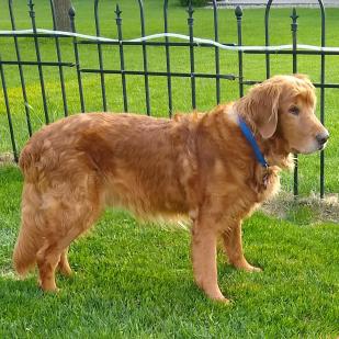 Otis 19-052
