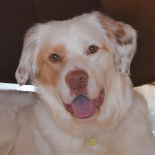 Roscoe 19-174