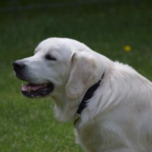 Sweet Boy 19-135