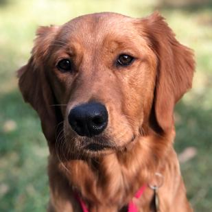 Bella 21-083