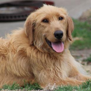 Phoebe 21-061A