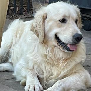 Roscoe 21-095A