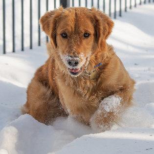 Golden Retriever FAQs