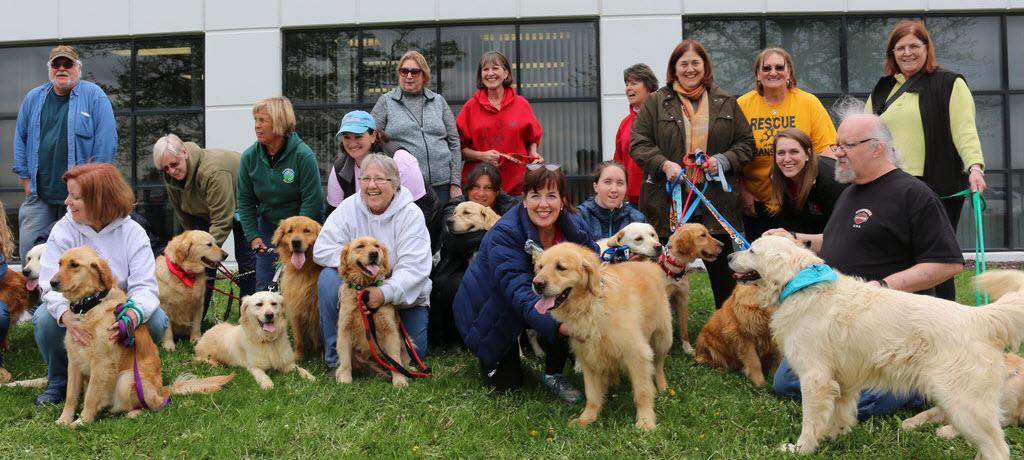 RAGOM welcomes more Golden Retrievers from Turkey