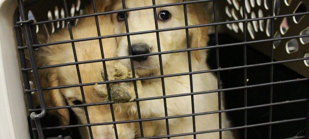 August 2016 rescue from Missouri breeder auction.