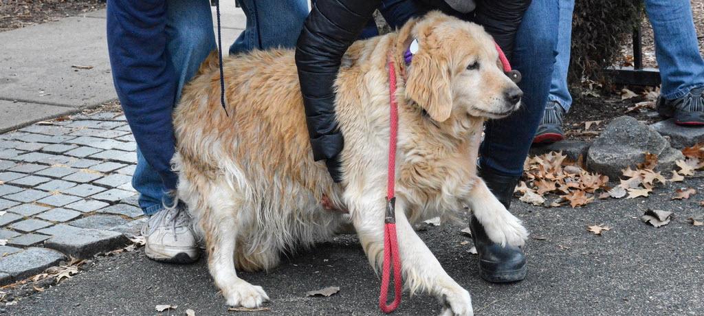 Dogs Benefit from RAGOM Partnership with Friends of Flicka