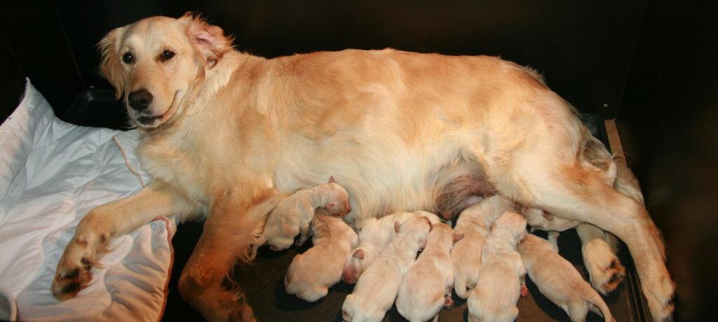 Patzy - Golden Retriever rescued from auction
