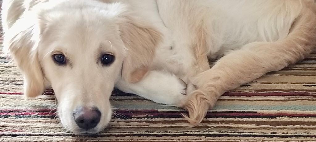 Leo gets a new lease on life and a great forever home