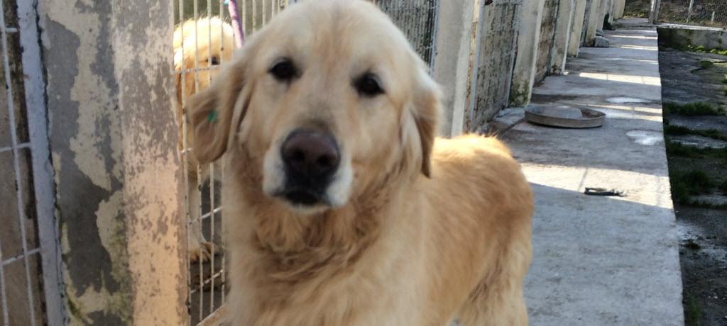 RAGOM Is Rescuing Another Group of Dogs from Turkey