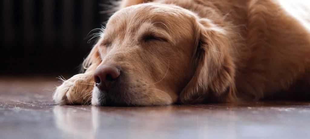 The importance of heartworm prevention