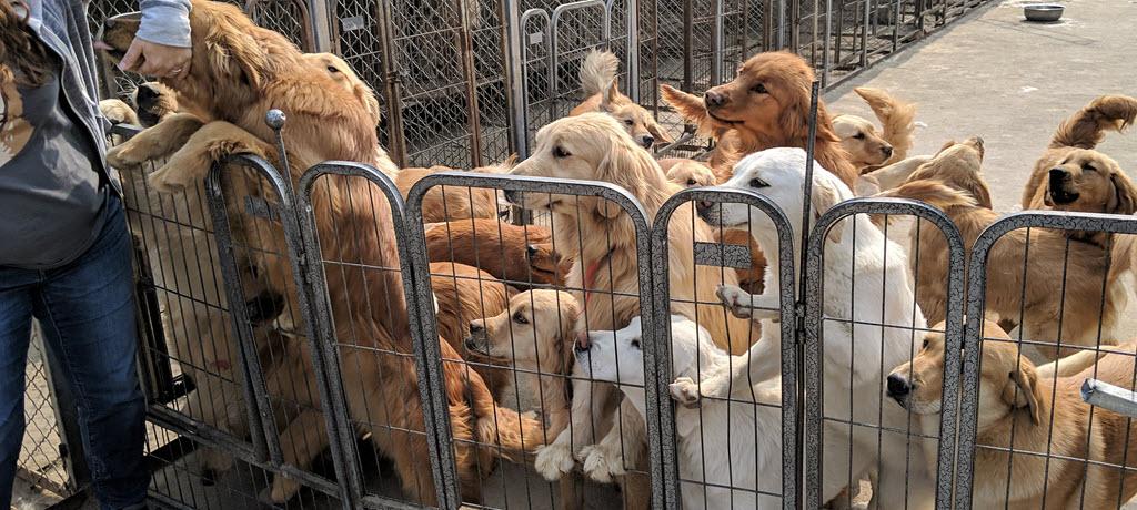 Rescues Dogs from China’s Meat Trade