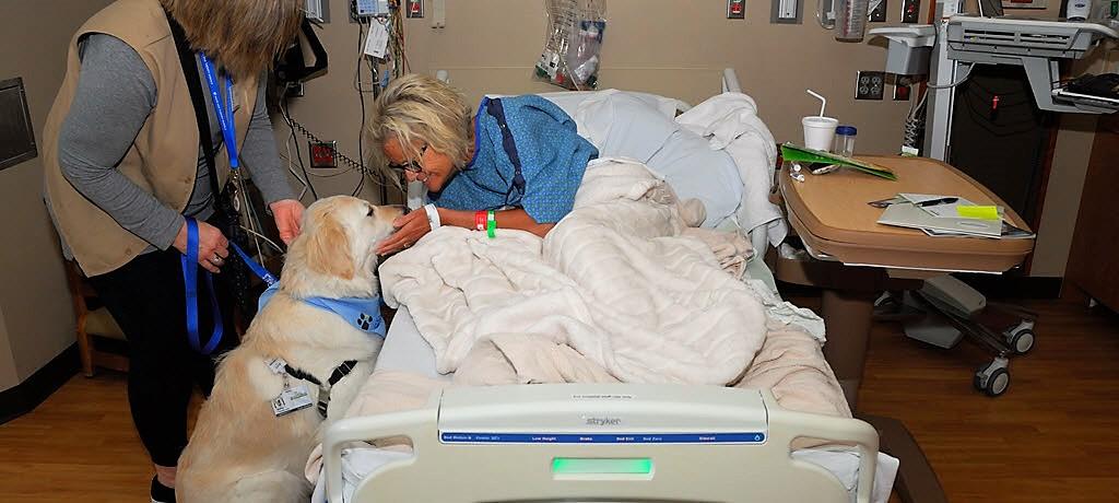 Sully the therapy dog