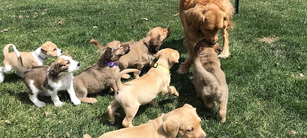 Ava's Puppies