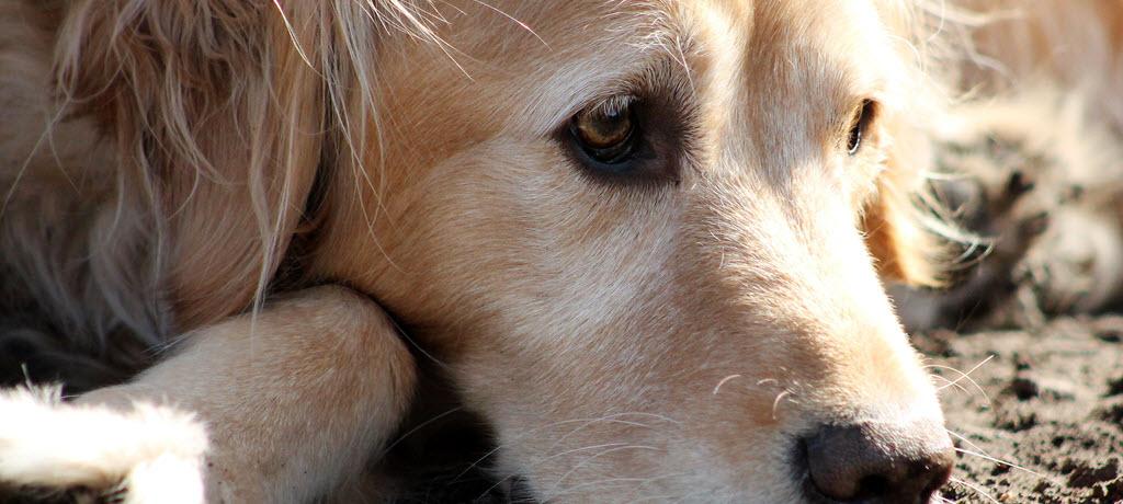 Eye Infections and Injuries Require Prompt Veterinary Care