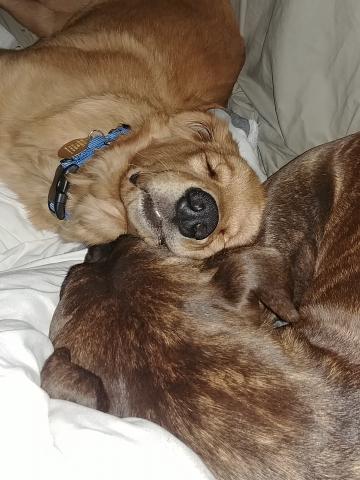 My foster sister is teaching me so much, and I love snuggling with her.