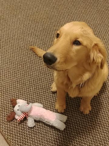 Everywhere I go, I have to bring a toy.