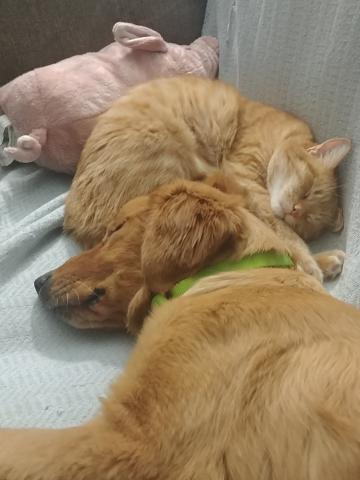 Foster Mom says he has a love-hate relationship with me. He loves to snuggle with me, but hates it when I want to play with him.