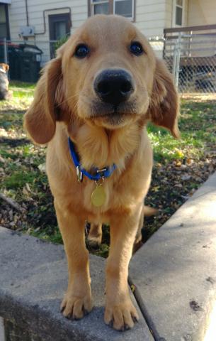 Big thank-yous to the RAGOM village who made my adoption possible!