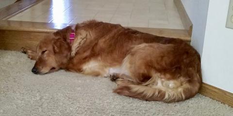 Sleeping Anya