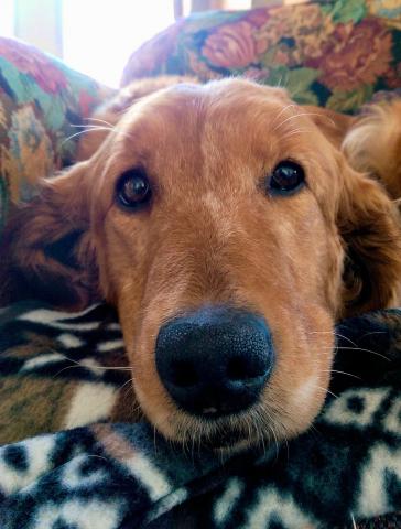 Anya's begging face