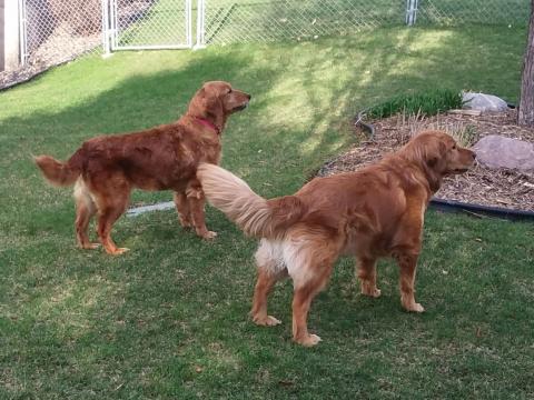 Yard patrol with Paddy