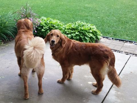 Hanging out with my buddy Paddy