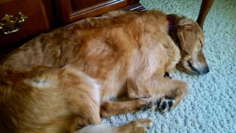 Catching up on my rest.