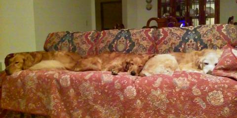 Nestled in with Paddy and Nicole.