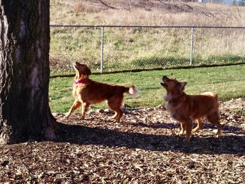 Squirrel!
