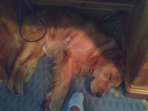 If Foster Mom has to work, I will help her by keeping her feet warm.