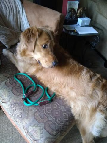 I brought you the leash so we could go on a walk!