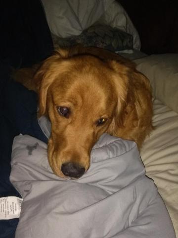 What's a bed hog?