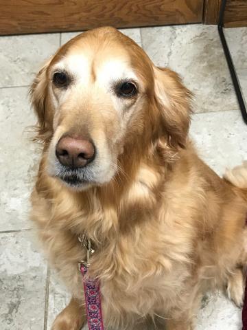 Bailey 19-145
