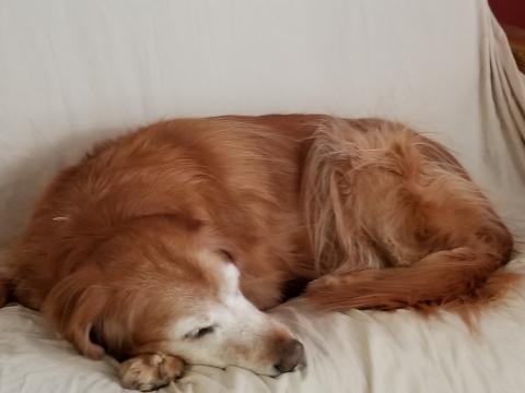 Bella 13-332