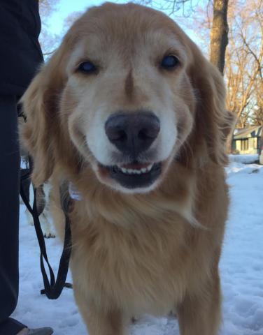 Benjamin has an irresistible smile and the cutest cowlick on his snout.