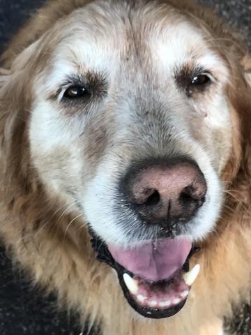 Buddy 08-280