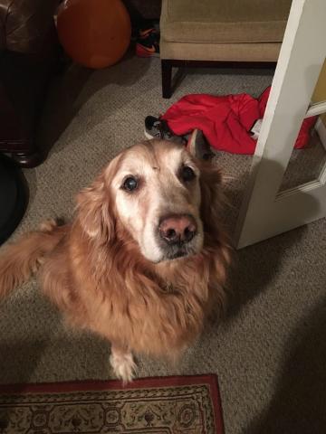 Buddy 08-280