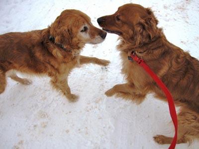 Playing with my best girl, Bailey