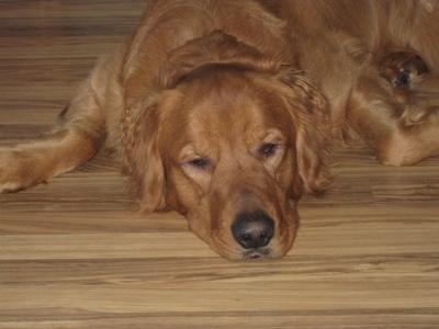 Buddy 11-062